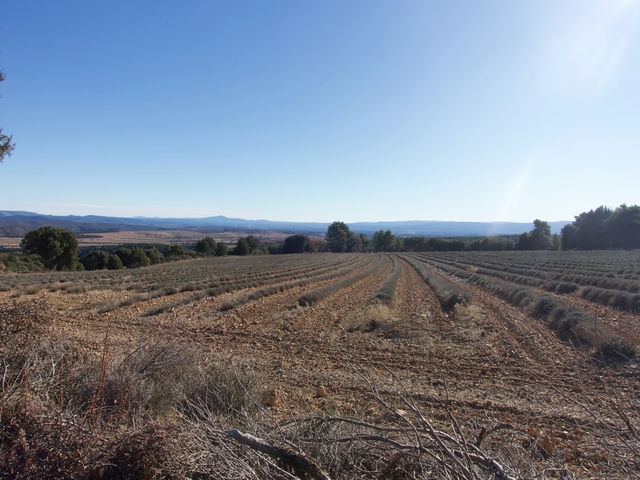 Campo de Lavanda