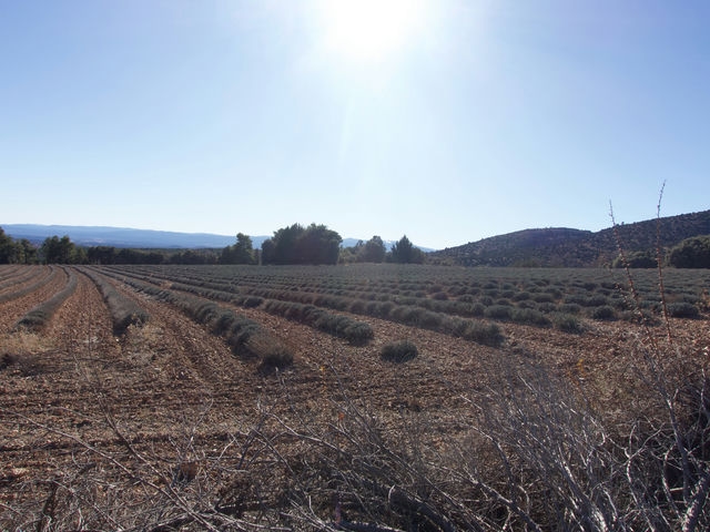 Campo de Lavanda