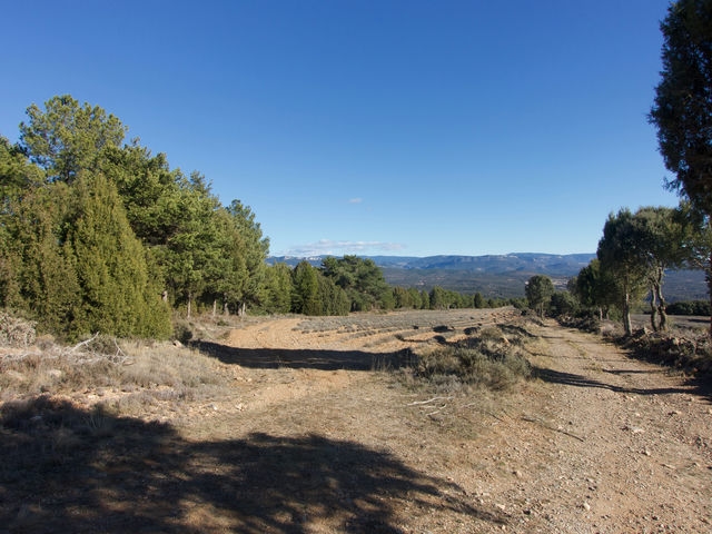 Campo de Lavanda