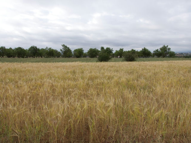 Campo de Cebada